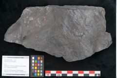Foto (Objekt + Etikett) von Calamites cistii Brongniart (NHMW-GEO-2024-0188-10984)